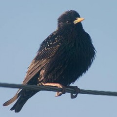 Mengapa burung tidak tersengat elektrik ketika mereka duduk di atas wayar?