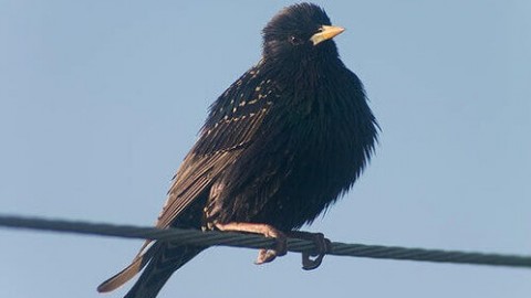 Mengapa burung tidak tersengat elektrik ketika mereka duduk di atas wayar?